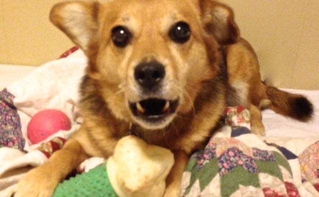 A brown, black, sable dog is holding a toy bone, staring straight ahead at the person taking the picture with wide eyes and her mouth open showing teeth. Resource guarding. 